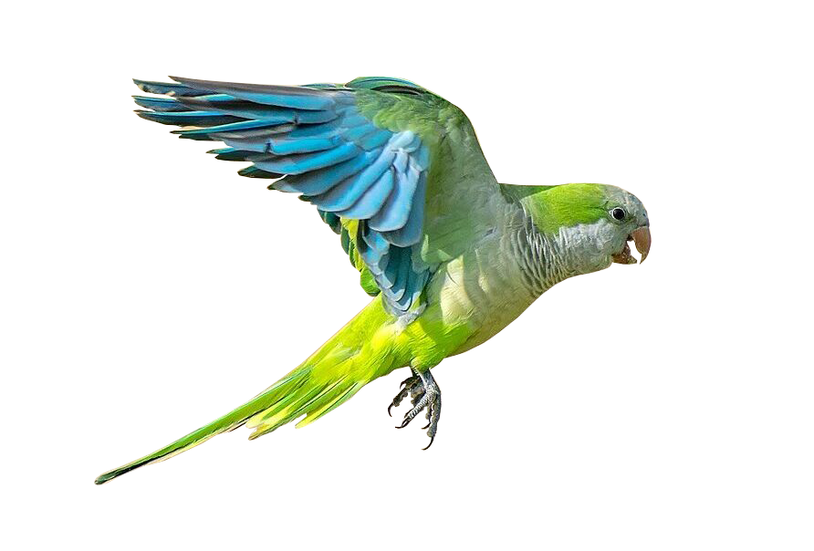 Parakeet